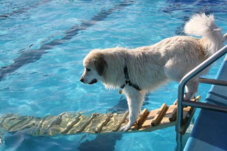 DIY dog water ramp