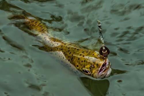 Catching trout in lakes