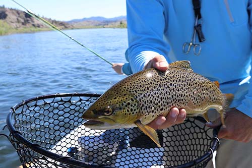 How To Catch Trout