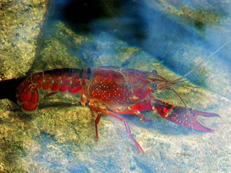 How To Catch Crawfish in Rivers Lakes and Ponds