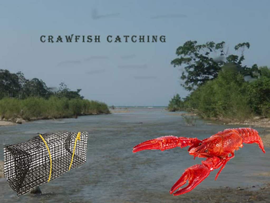 How to catch crawfish